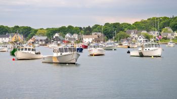 Marine scientists off the coast of Maine have documented thinning kelp forests being replaced by invasive red turf algae.