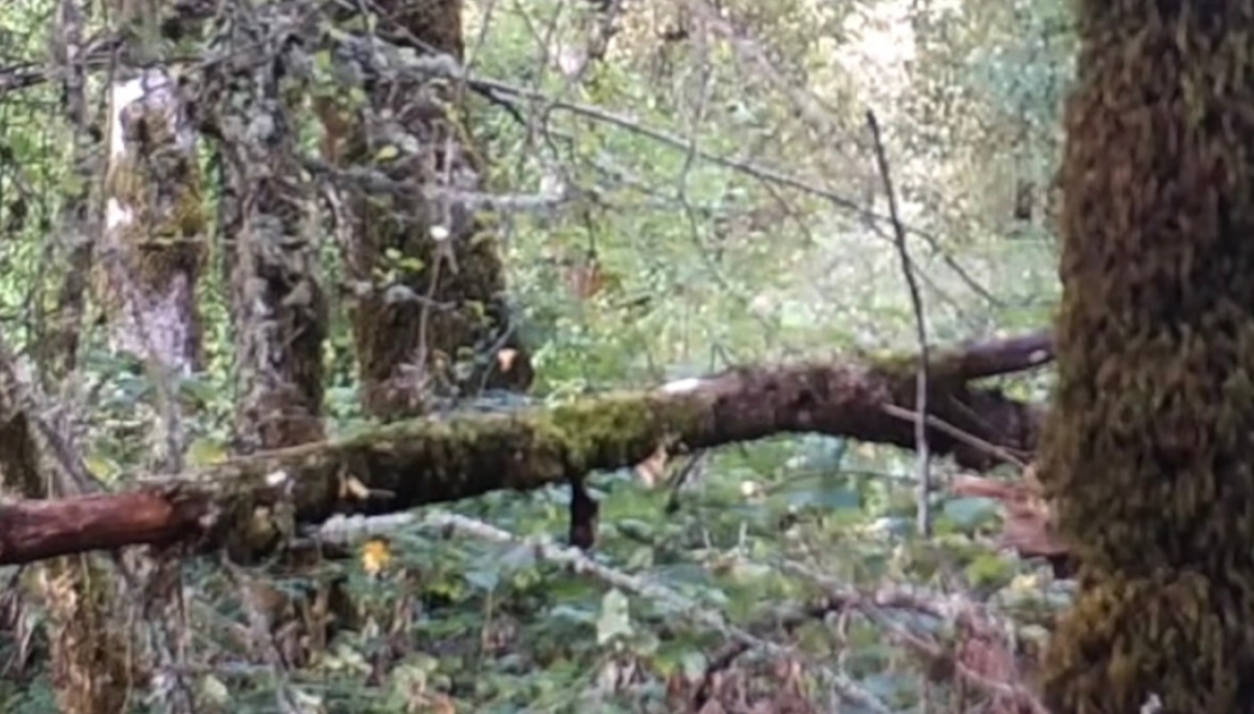 Up-close footage of a grazing elk revealed something sinister, as a closer look showed a hunter hiding in the background: a bobcat.