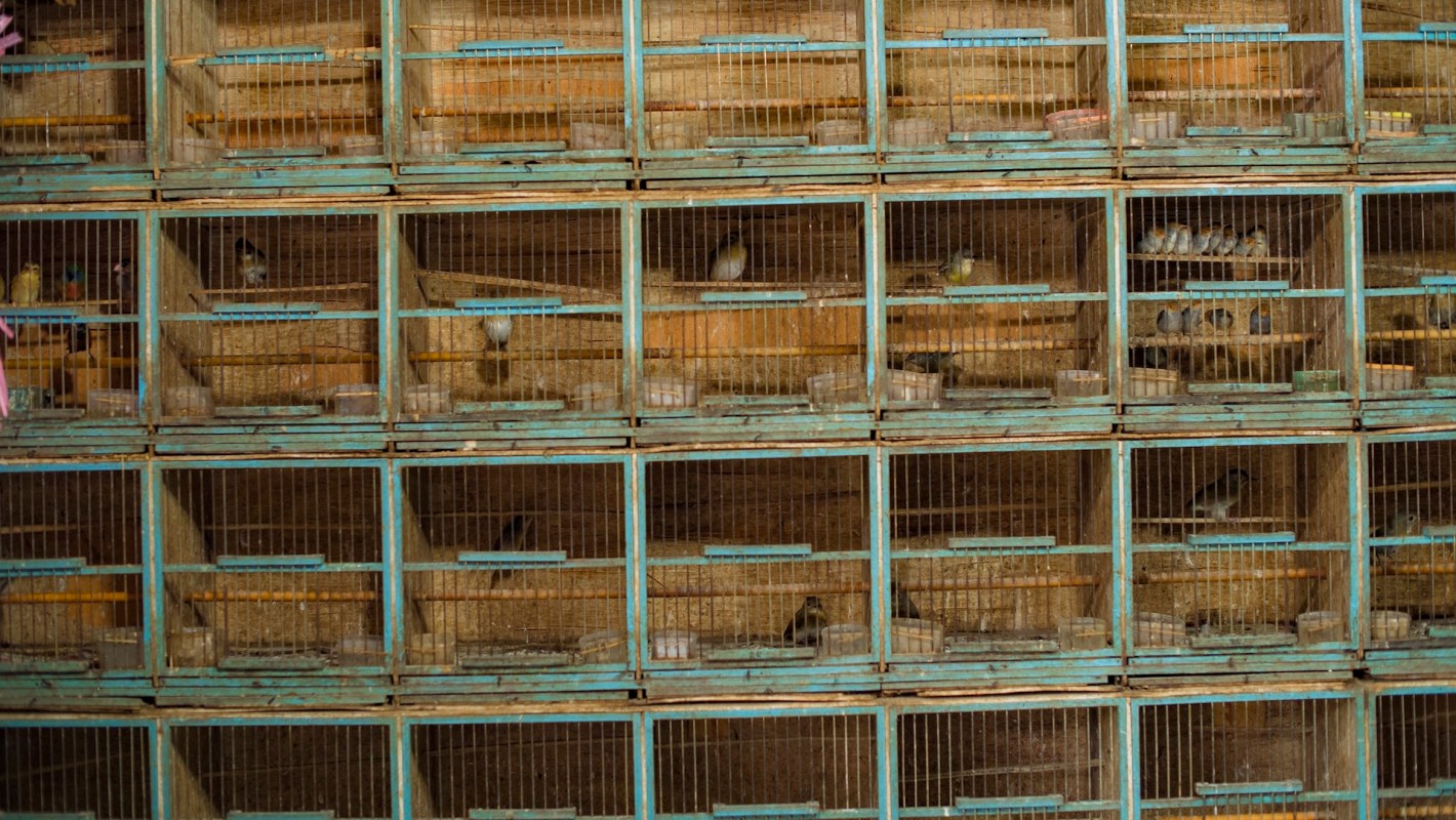 The U.S. Customs and Border Protection as well as the U.S. Fish and Wildlife departments intercepted hundreds of box turtles at a border inspection when they found the animals stuffed inside socks, placed inside boxes, and labeled as plastic toys.