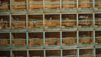 The U.S. Customs and Border Protection as well as the U.S. Fish and Wildlife departments intercepted hundreds of box turtles at a border inspection when they found the animals stuffed inside socks, placed inside boxes, and labeled as plastic toys.