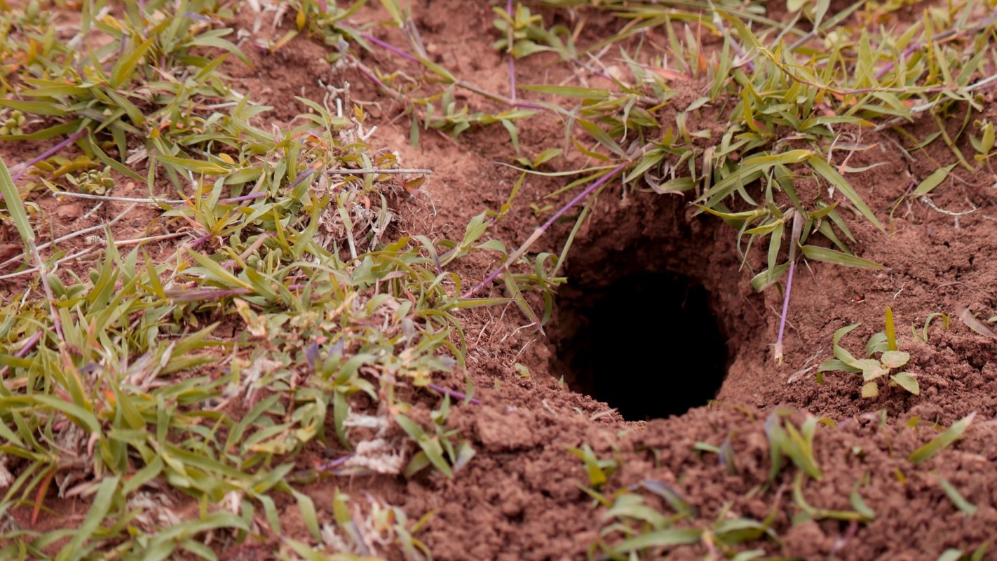 One Reddit user was shocked to find an eastern box turtle and its nest in their garden.