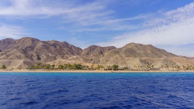 A volunteer with the Nature and Parks Authority in Eilat, Israel, documented their encounter with a rare brown sea turtle.