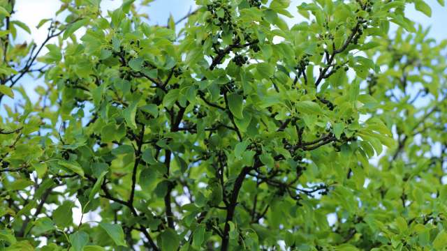 When one homeowner wasn't sure if an invasive alder buckthorn plant was growing on their lawn, they turned to the internet for help.
