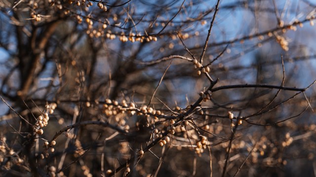 Forest officials in Lake County, Illinois, are hoping that a herd of livestock could eat its way toward the eradication of invasive buckthorn.