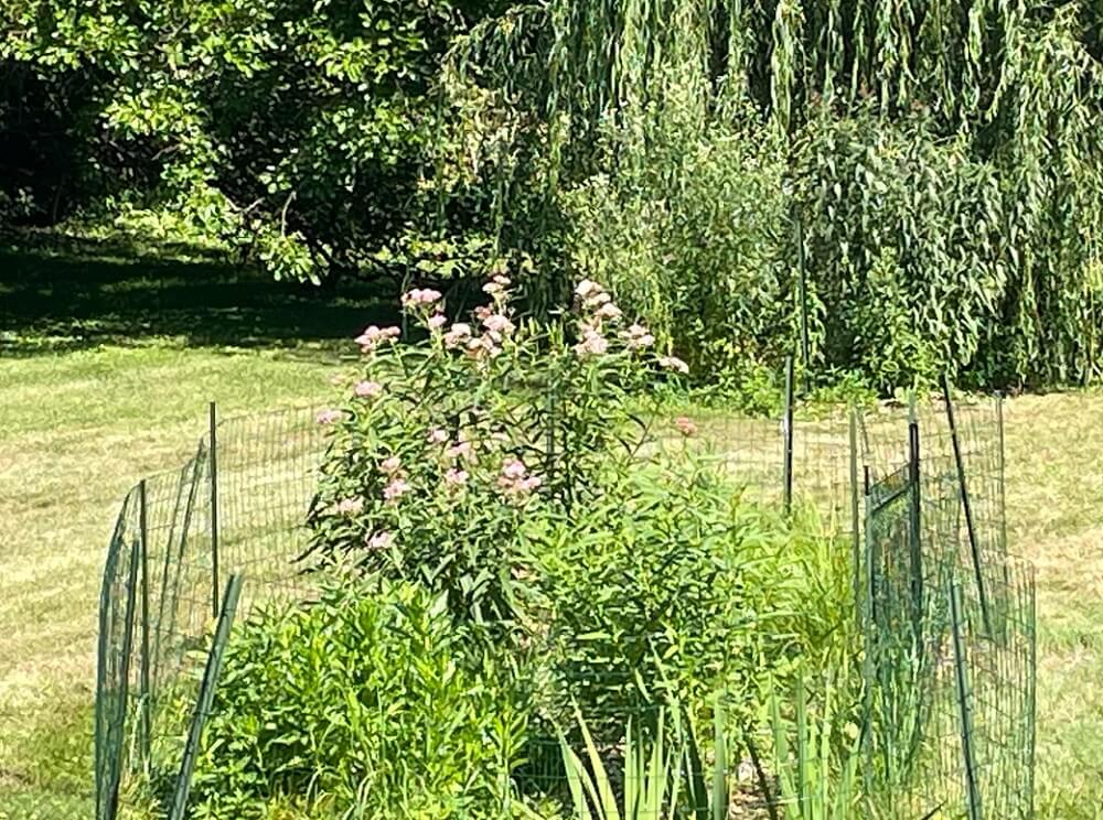 One Redditor shared their backyard transformation, creating a natural native plant haven for both the homeowner's and local wildlife's benefit.
