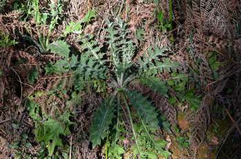 One Redditor was stunned after getting straightforward advice about what to do with a bull thistle growing in their backyard.