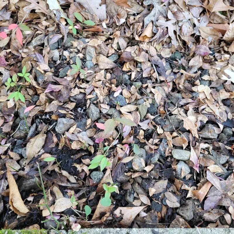 Burning bush is an aptly named shrub. Once it takes root, it can spread like fire.