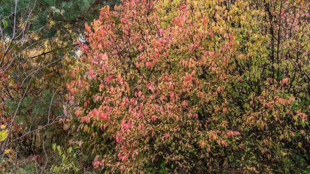 The city of Fairfax, Virginia, issued a warning about burning bush, a plant that's pushing out native species in the area.