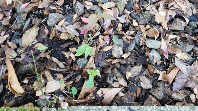 Burning bush is an aptly named shrub. Once it takes root, it can spread like fire.