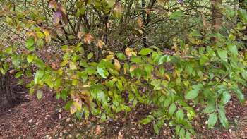 A homeowner in upstate New York turned to Reddit for help after discovering five different burning bushes in their backyard.