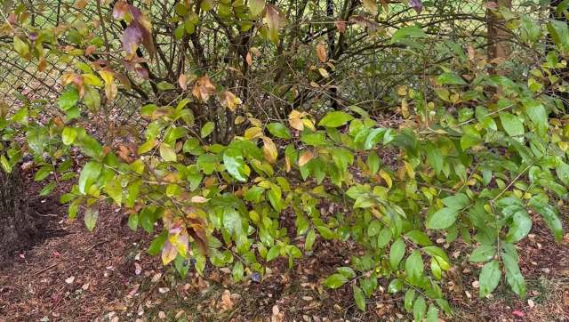 A homeowner in upstate New York turned to Reddit for help after discovering five different burning bushes in their backyard.