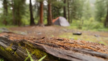 One national park's visitor raised concerns after finding a recently chopped young tree while on their hike.