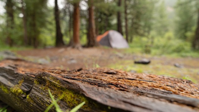 One national park's visitor raised concerns after finding a recently chopped young tree while on their hike.