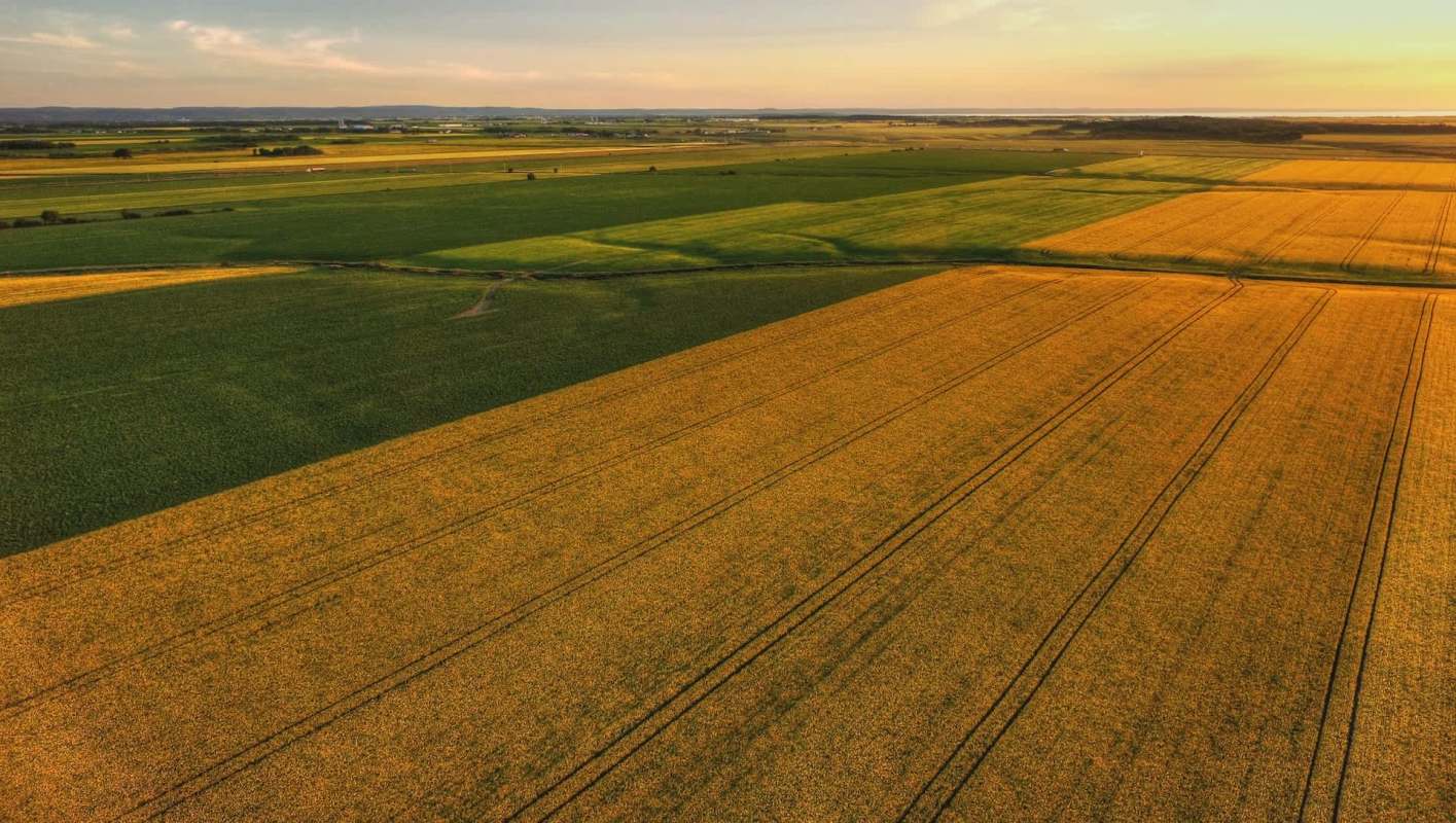 Scientists have developed a gene-editing technique that improves canola yield for farmers by introducing a particular starch-producing enzyme.