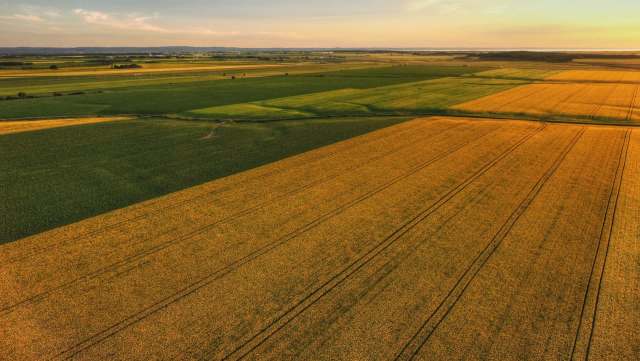 Scientists have developed a gene-editing technique that improves canola yield for farmers by introducing a particular starch-producing enzyme.