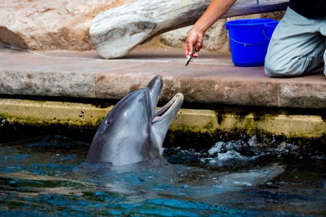New research suggests that captive dolphins may be exposed to more microplastics than their wild counterparts.