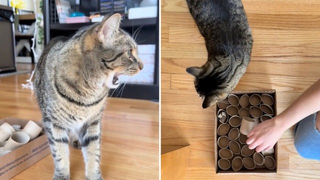 It's a costly endeavor to keep pets. This genius cat toy hack costs almost nothing and will save loads of money.