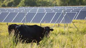 This dual-use model, which is a key part of agrivoltaics, helps farmers generate new, reliable income and even helps plants retain moisture.