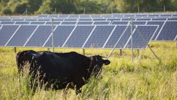 This dual-use model, which is a key part of agrivoltaics, helps farmers generate new, reliable income and even helps plants retain moisture.