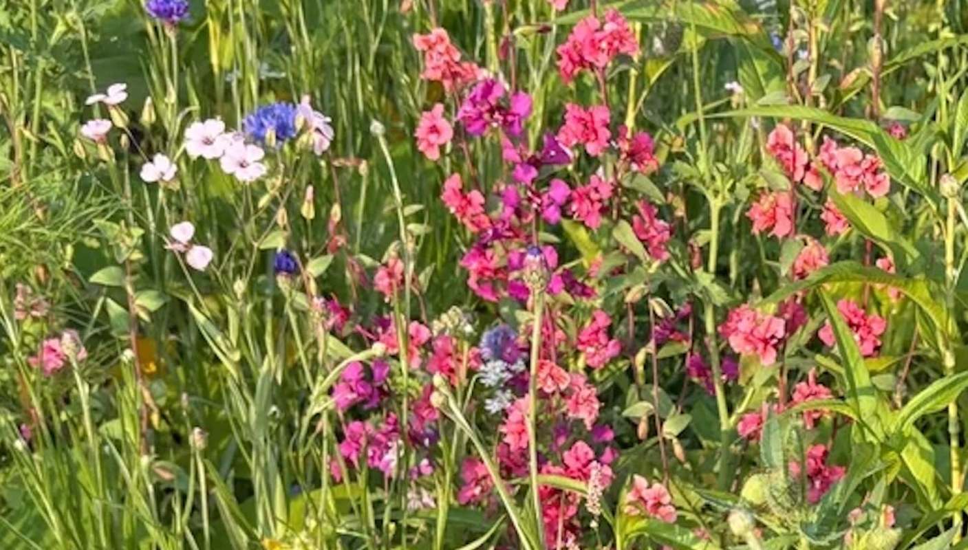 One gardener shared a photo of their chaos garden, sparking a discussion on lawns and native plants.