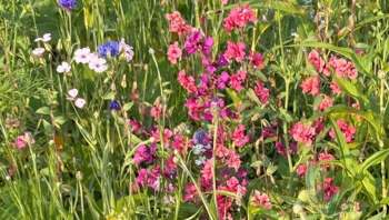 One gardener shared a photo of their chaos garden, sparking a discussion on lawns and native plants.