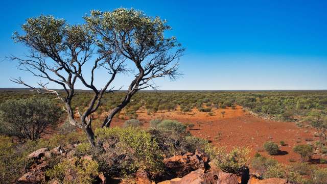 The chuditch, a marsupial native to Australia, has been spotted on a trail camera in in southwestern Australia for the first time in years.
