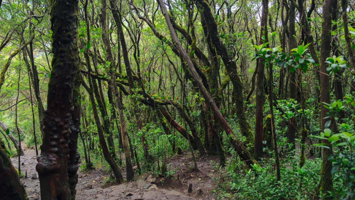 A forestry expert is clearing up a misconception about clearcutting and its impact on biodiversity.