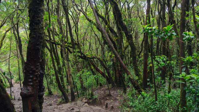 A forestry expert is clearing up a misconception about clearcutting and its impact on biodiversity.