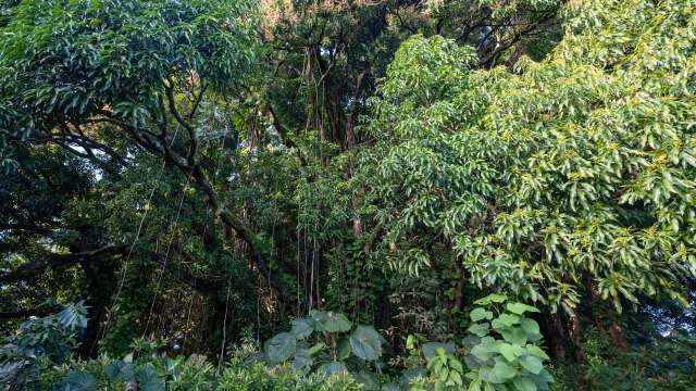 A dog named Manu is helping scientists on Hawai'i island track down an insect threatening the state's palm trees.
