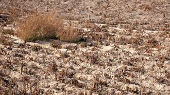 Extreme weather events are causing coffee prices to skyrocket. Check out how farmers and local roasters are affected.