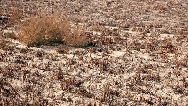 Extreme weather events are causing coffee prices to skyrocket. Check out how farmers and local roasters are affected.