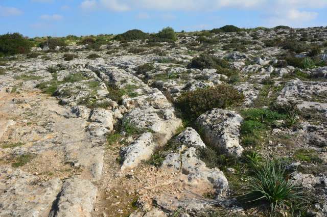 Pest control experts are warning about a newly discovered invasive coin-marked snake species in Malta.