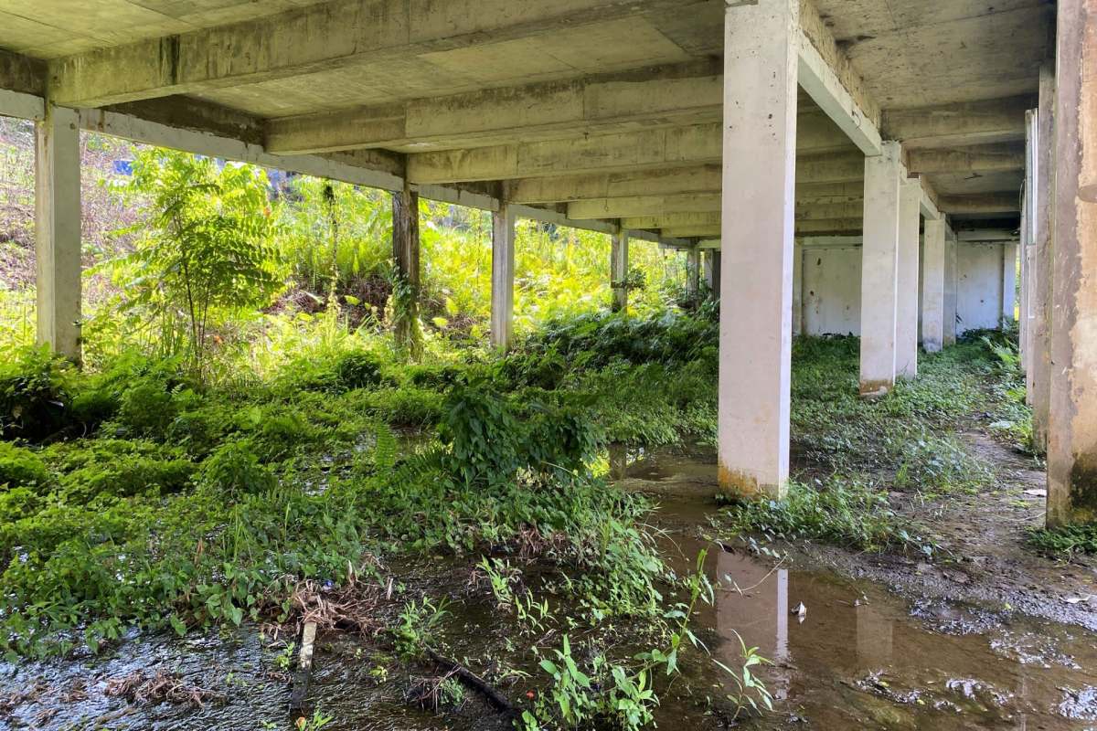 This TikTok video by an Austin city council member showcases how conservation grazing with goats can benefit public lands.