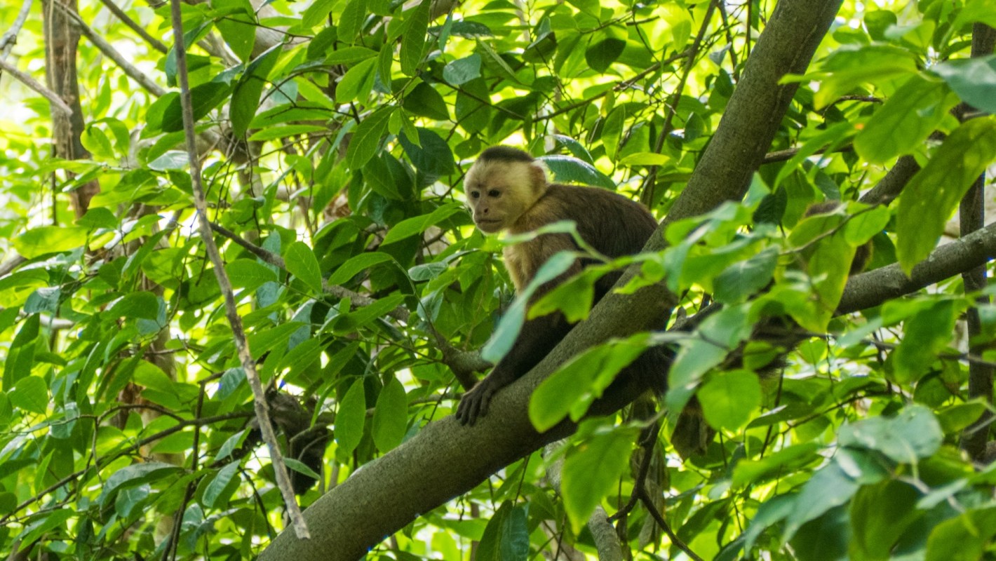 The cotton-top tamarin is one of the rarest primates in the world, and fewer than 7,500 are left in the wild.