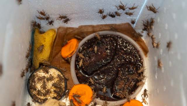 Crickets could not distinguish between consuming microplastics and their normal food, and now scientists are worried about the consequences.