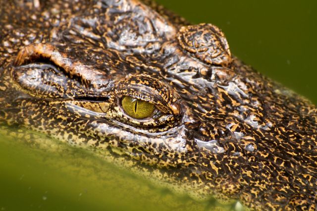 A 13-foot, 1,100-pound saltwater crocodile was spotted swimming around the bay of Pulau Lubukan, Malaysia, prompting proactive measures to avoid conflict.