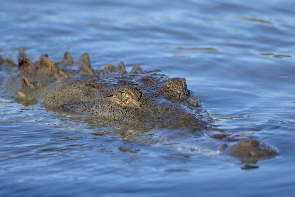 Officials in Brevard County, Florida, recently captured a large American crocodile after residents witnessed it swimming through a canal with a dog in its mouth.