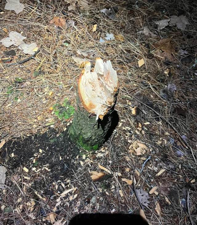 One national park's visitor raised concerns after finding a recently chopped young tree while on their hike.