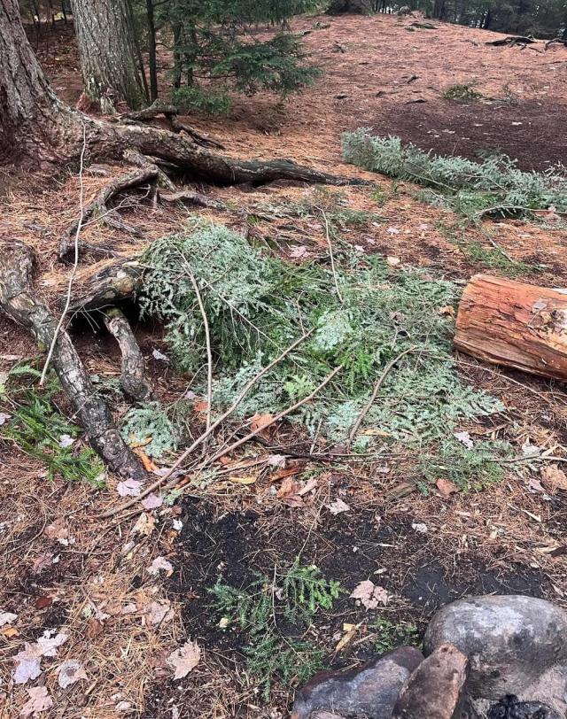 One national park's visitor raised concerns after finding a recently chopped young tree while on their hike.
