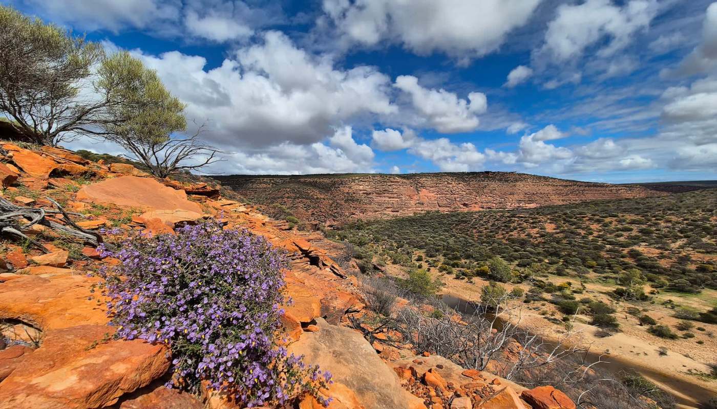 Two dogs are helping detect the harmful dieback pathogen that threatens native flora in Western Australia.