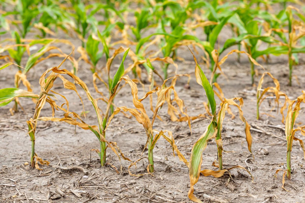 Scientists are pioneering methods to toughen up crops through genetic engineering.