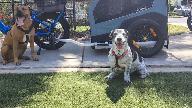One Redditor explained how an e-bike pet trailer helped them safely take their beloved dogs on enriching outdoor adventures.