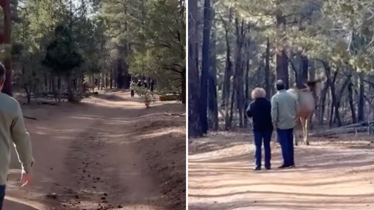 One Instagram post shows how people were getting way too close to an elk in Grand Canyon National Park.