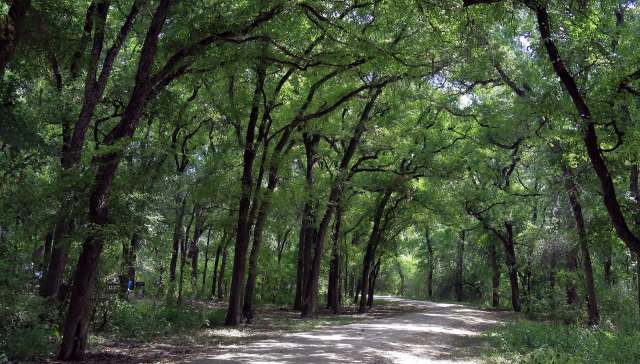 Residents in Lago Vista, Texas, were stunned after spotting an "emo deer" wandering through the neighborhood with a hammock tangled in its antlers.