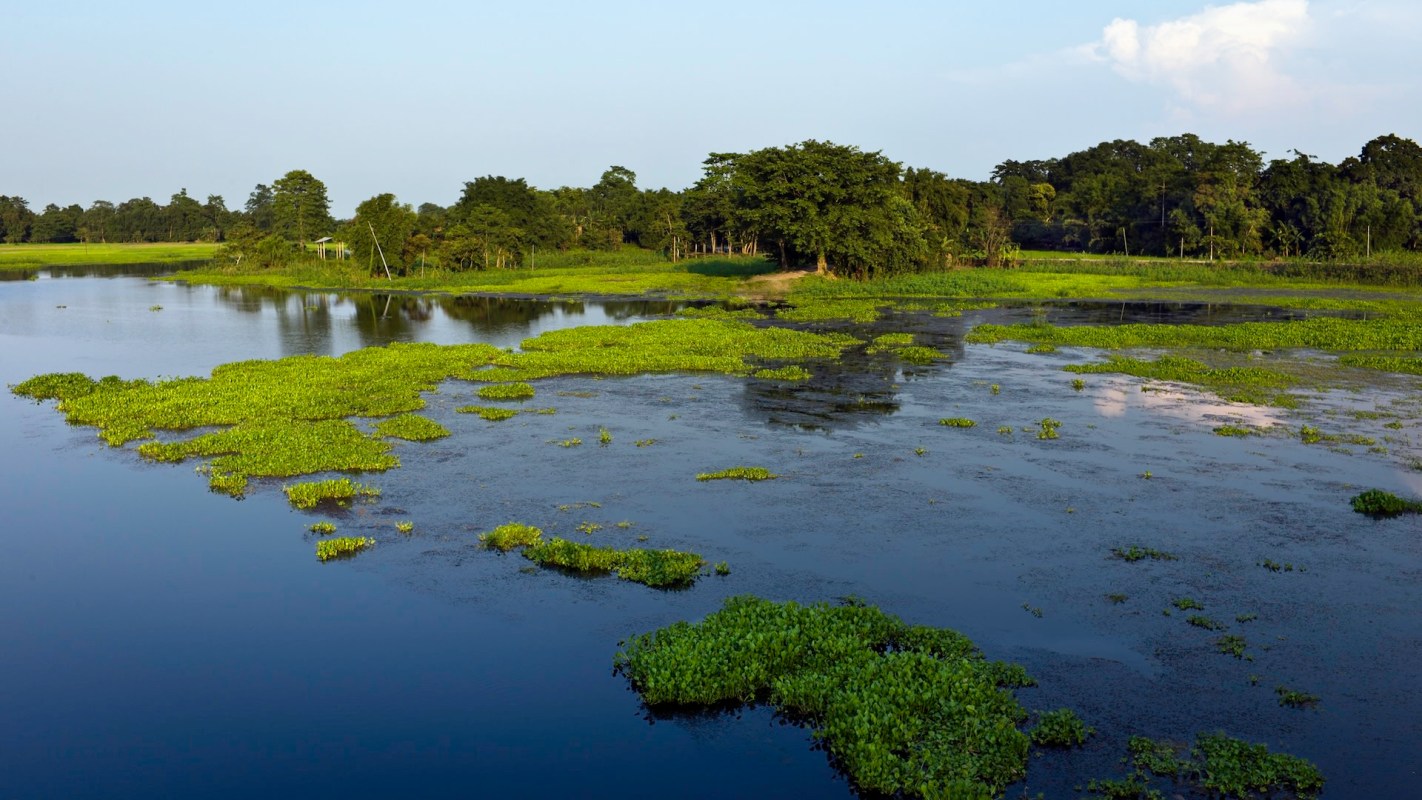 The endangered Indian softshell turtle was observed by locals in Borpara in the district of Assam, India.