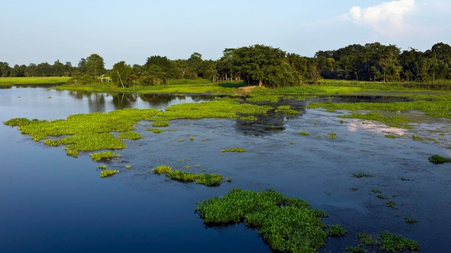 The endangered Indian softshell turtle was observed by locals in Borpara in the district of Assam, India.
