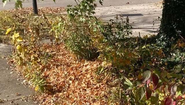 One Redditor shared their story of why they're holding on to their fallen leaves this year.