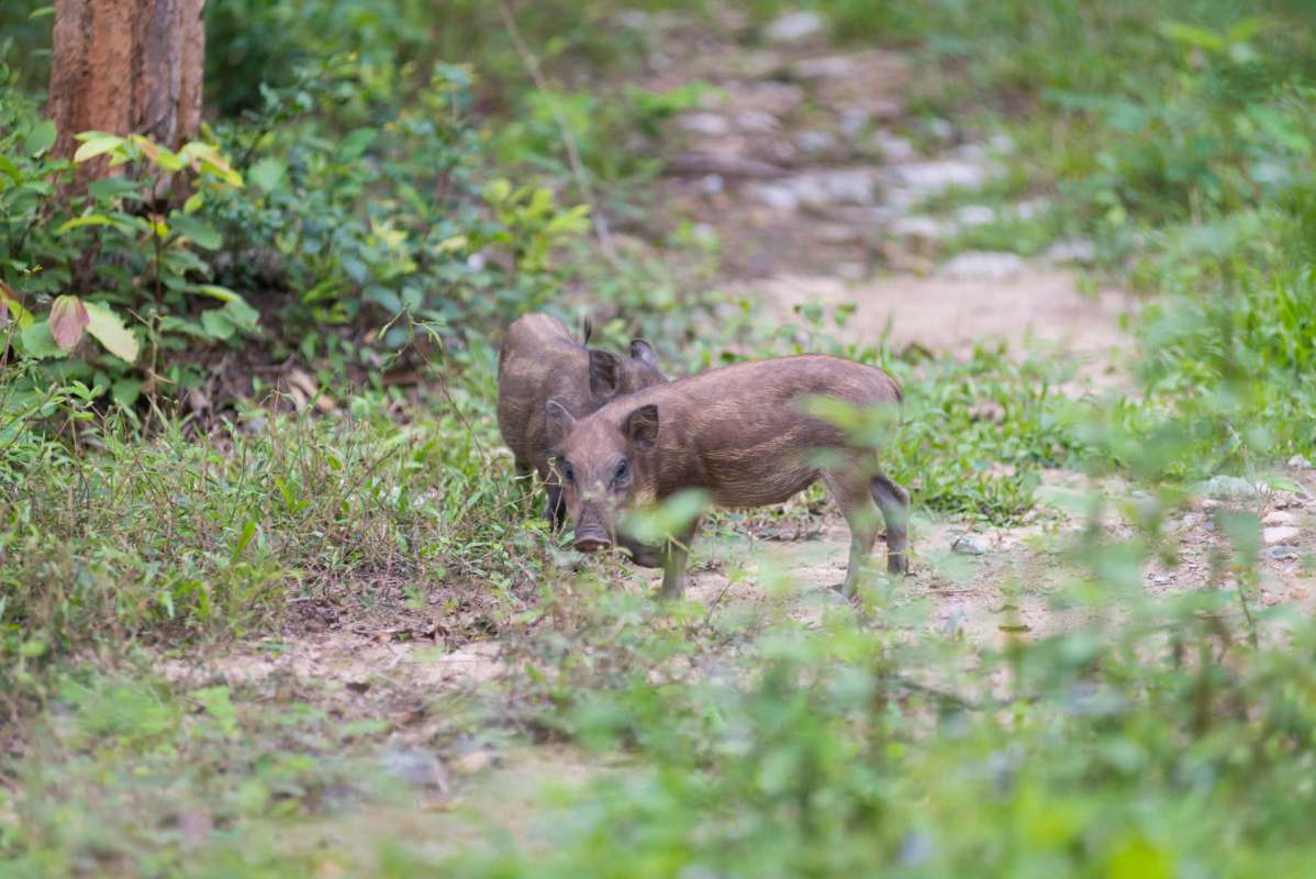 In Missouri, conservation efforts finally eliminated nearly 1,000 feral hogs that had caused millions in agricultural damage.