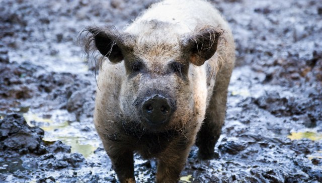 Montana trapped 100 feral hogs and is now providing 8,000 to 14,000 pounds of pork to charity.