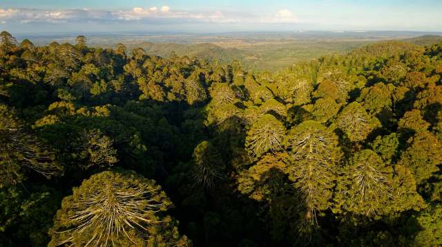 Feral pigs in Australia are wreaking havoc on ancient bunya trees, spreading a harmful mold and threatening important forest ecosystems.